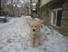20090119 hailey snow 004